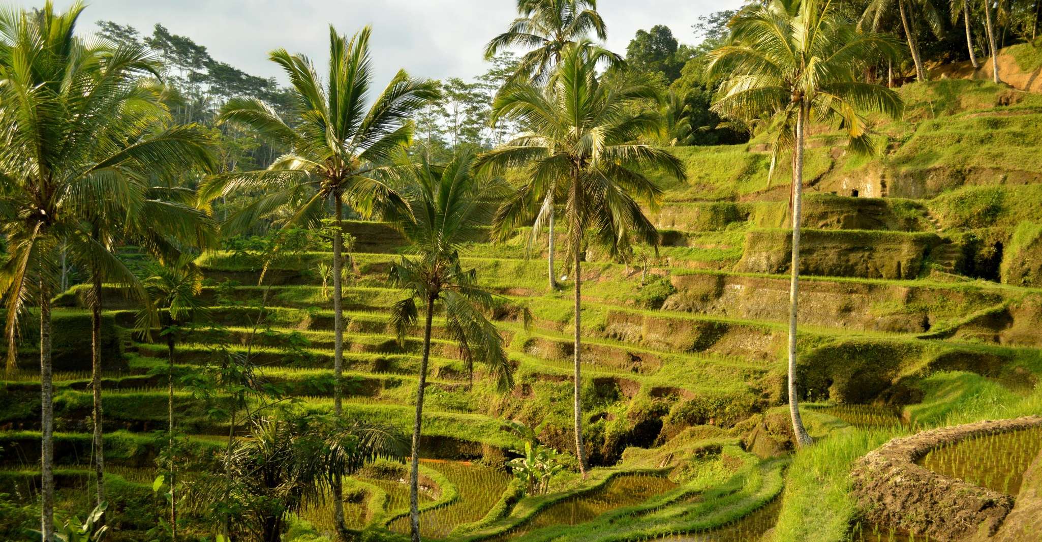 Kintamani All In , Tegalalang, Tirta Empul, Penelokan etc - Housity