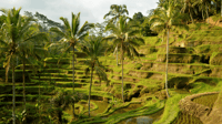 Kintamani All In, Tegalalang, Tirta Empul, etc. Penelokan - Housity