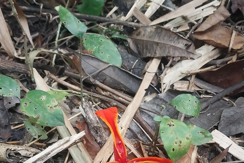 Ujung Kulon National Park: Eco Jungle Treks w/Green Anda's