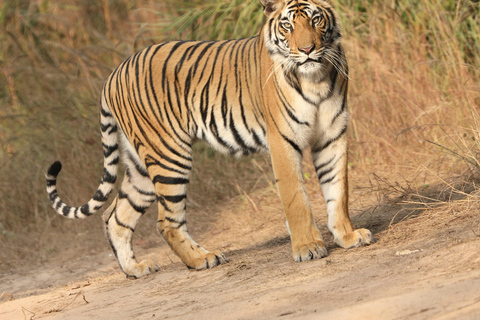 2-Day Private Jaipur City Tour & Ranthambore Tiger Safari