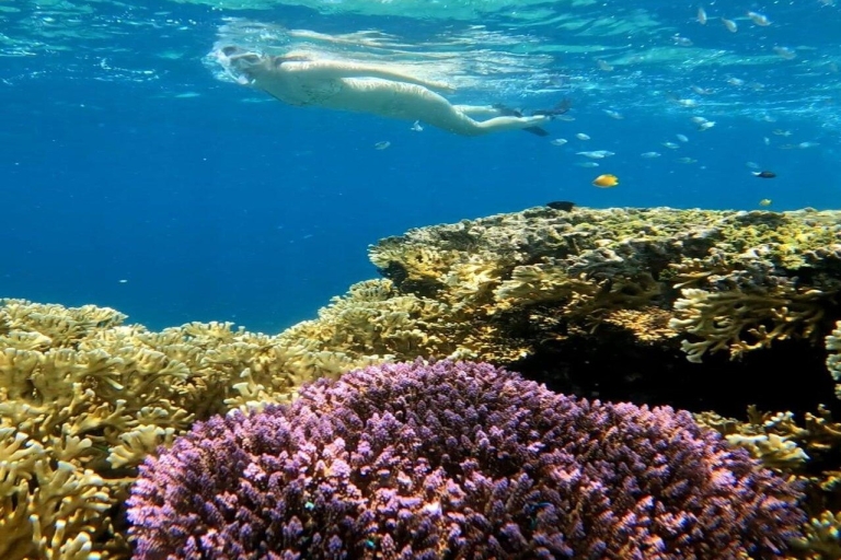 Schnorcheln Gili Islands Korallenschildkröte & Unterwasserstatuen4h Schnorcheln: Gili Islands Schildkröte & Unterwasserstatuen