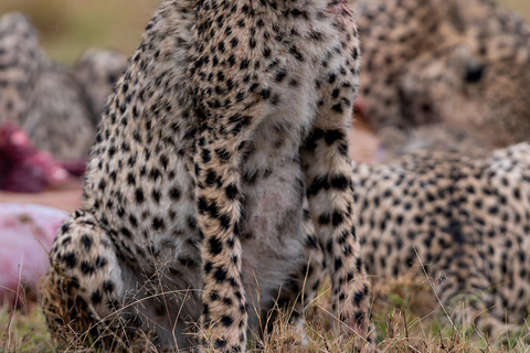 Viaggio di un giorno da Nairobi a Maasai Mara - AWNairobi: Escursione di un giorno nella Riserva Nazionale di Maasai Mara - Privato