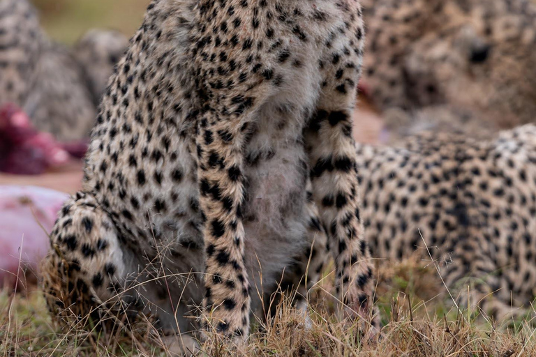 Viaggio di un giorno da Nairobi a Maasai Mara - AWNairobi: Escursione di un giorno nella Riserva Nazionale di Maasai Mara - Privato