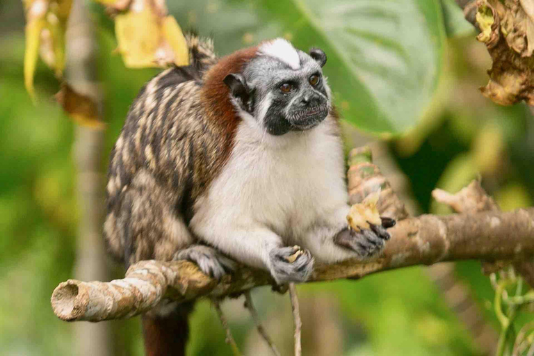 L&#039;île aux singes et le sanctuaire des paresseux : Une aventure sauvage