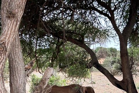 Excursion d&#039;une journée dans le parc national de Tsavo East au départ de Mombasa