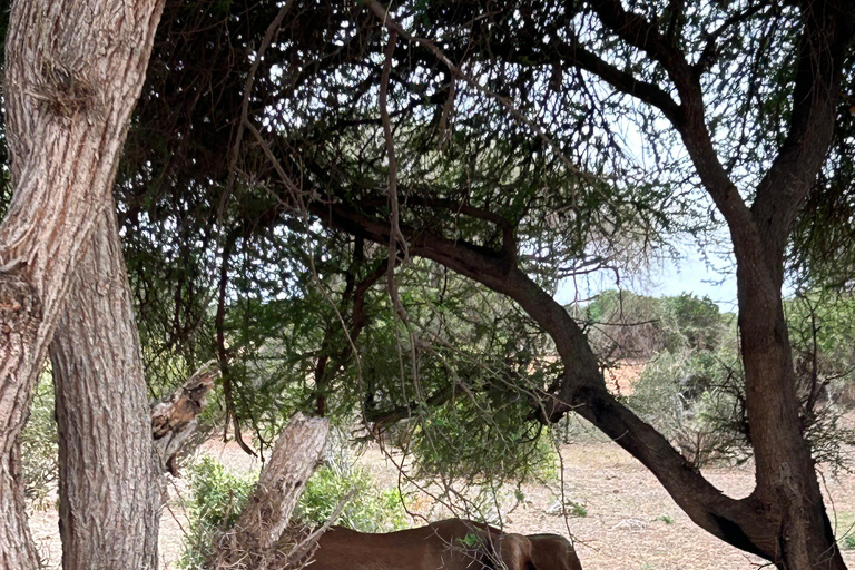 Dagsutflykt safari till Tsavo East National Park från Mombasa