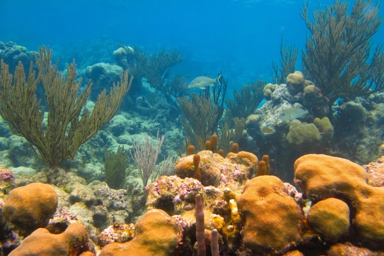 Zatoka Akumal: Cenoty i nurkowanie z żółwiamiOdbiór z Tulum