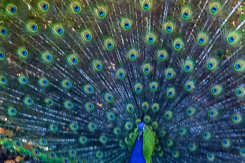 Cartagena: Hacienda San Benito Signature Birdwatching Tour Cartagena: Hacienda San Benito Morning Birdwatching Tour