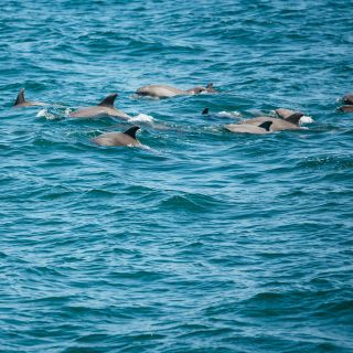 Cape May: Jersey Shore Whale and Dolphin Watching Cruise
