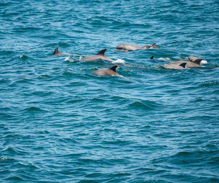 Cape May: Jersey Shore Whale and Dolphin Watching Cruise