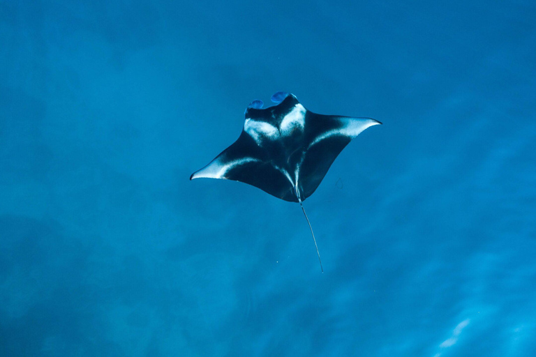 Depuis Bali : Snorkeling 3 Spots avec GoPro &amp; West Penida TourPlongée en apnée avec transfert aller-retour à Bali