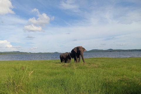 Wildlife-Erlebnis im Minneriya National Park Safari