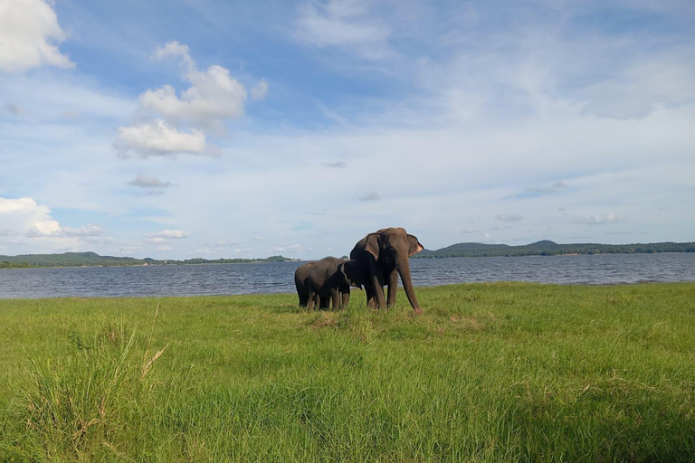 Wildlife experience at Minneriya National Park Safari