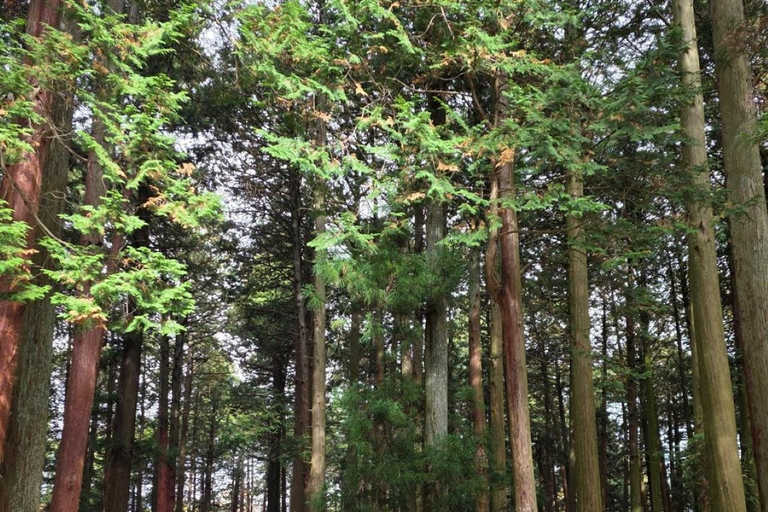 From Tokyo: Mt. Fuji & Hakone Private Scenic Day Tour