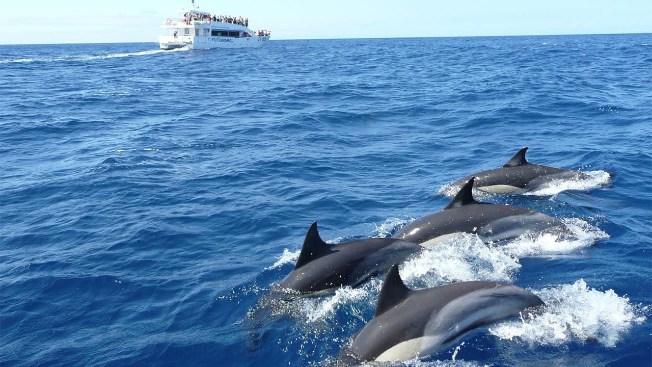 Hikkaduwa/Galle/Ahangama: Walbeobachtungstour in Mirissa