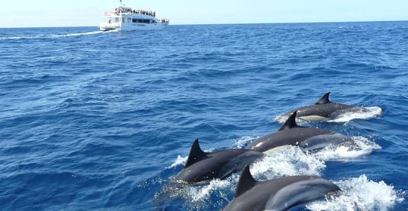 Hikkaduwa/Galle/Ahangama: Walbeobachtungstour in Mirissa