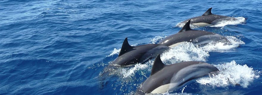 Hikkaduwa/Galle/Ahangama : Observation des baleines à Mirissa