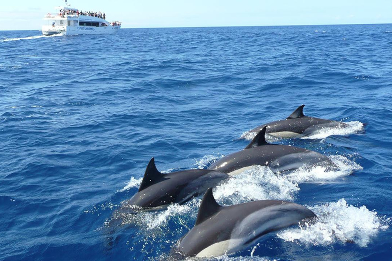 Hikkaduwa/Galle/Ahangama: tour di avvistamento balene a MirissaDa Hikkaduwa, servizio di prelievo e rientro