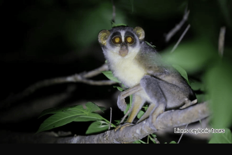 Habarana & Sigiriya: Night Safari to see nocturnal wildlife