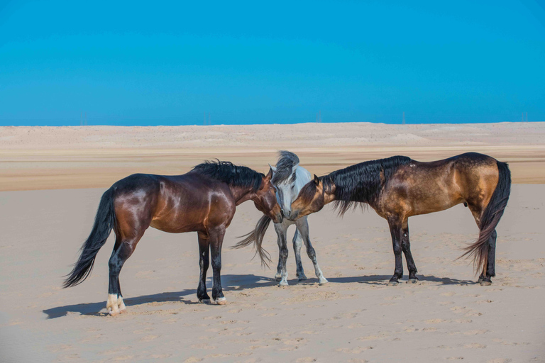Dakhla Horse Riding Tour in the Desert