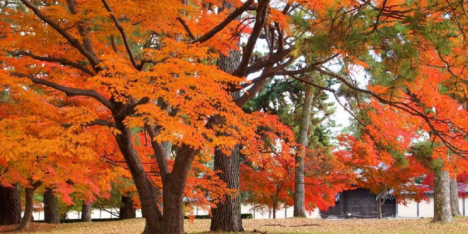 Kyoto experience — temples, geisha, bamboo grove — image 23