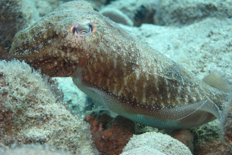 Hersonissos, Stalida: Scuba Diving Experience for beginners