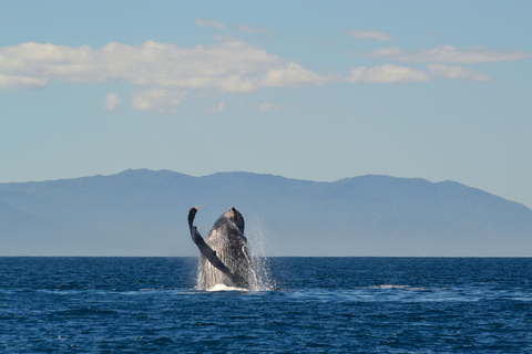 Puerto Vallarta: Whale & Dolphin Watching with Hydrophone