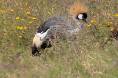 Arusha: 4 giorni di safari nel Serengeti e nel cratere Ngorongoro