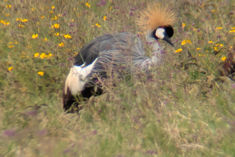 Arusha: 4 giorni di safari nel Serengeti e nel cratere Ngorongoro