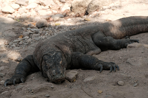 From Labuan Bajo: Komodo National Park 3-Day Liveaboard