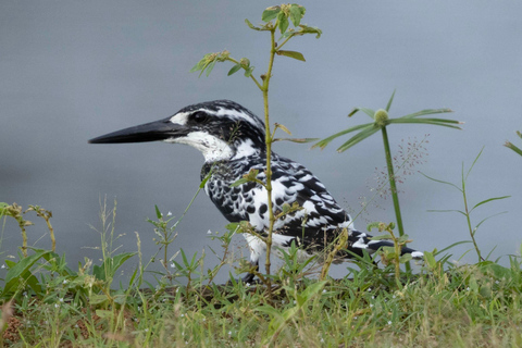 Colombo: Vogelbeobachtung rund um Colombo - Geführte Tour - 06 Stunden