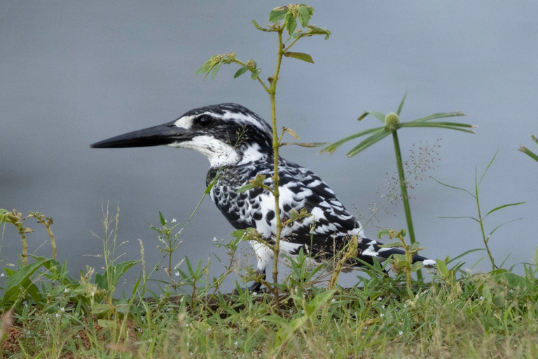 Colombo: Vogelbeobachtung rund um Colombo - Geführte Tour - 06 Stunden