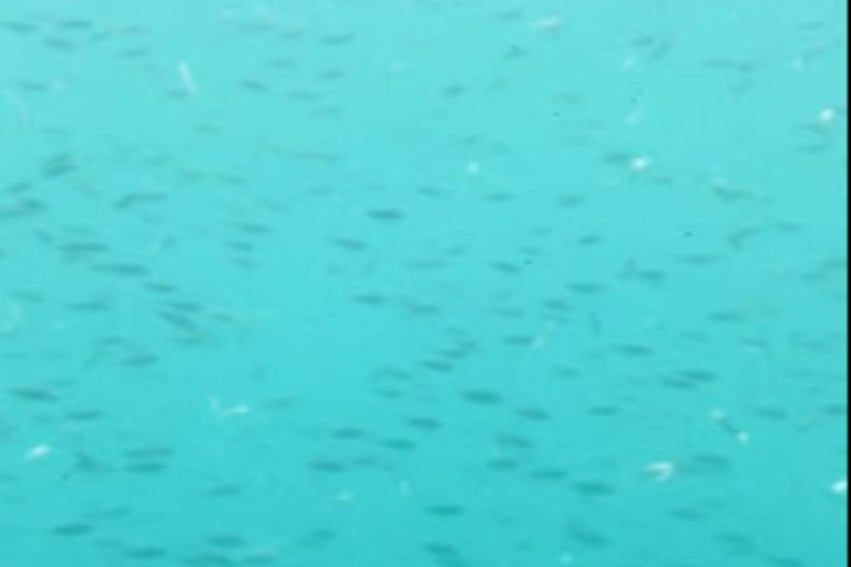 Muscat: Semi-Submarine Cruise with Snorkeling & Snacks