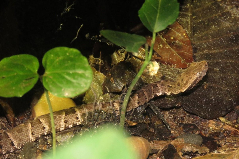 From Puerto Maldonado: Jungle trekking + Sandoval Lake