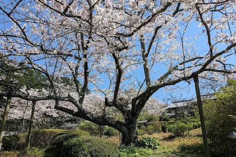 Fukuoka:Nokonoshima Island Day Trip with Tour Guide& Driver