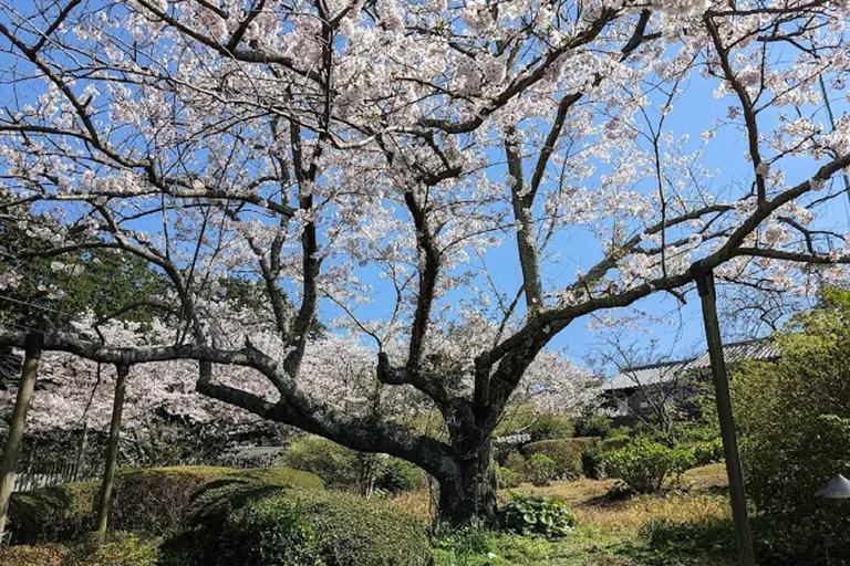 Fukuoka:Nokonoshima Island Day Trip with Tour Guide& Driver