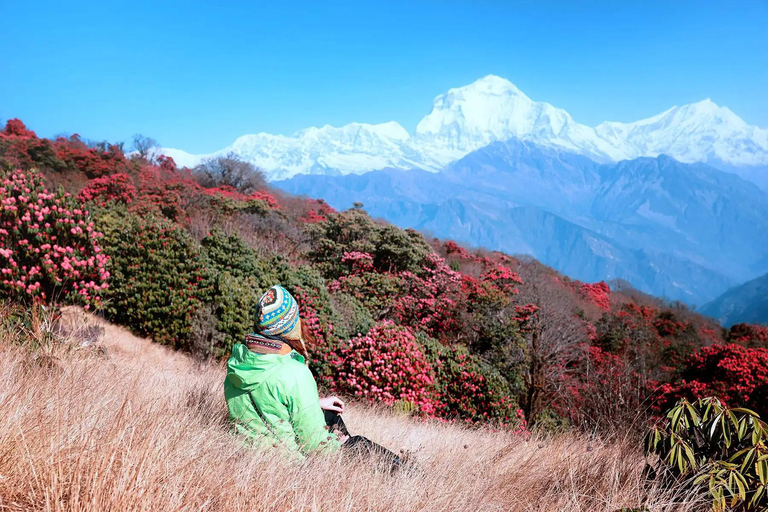 Pokhara: 2-dniowy trekking Ghorepani i Poon Hill z widokiem na wschód słońca