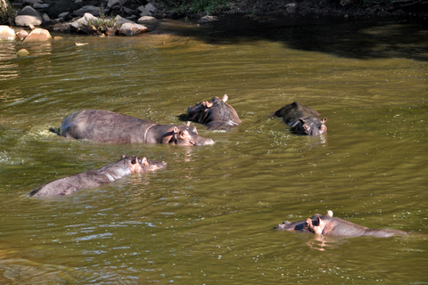 From Zanzibar: 2-Day Mikumi Safari & 2 Game Drives & flight
