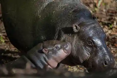 エディンバラ動物園入場券