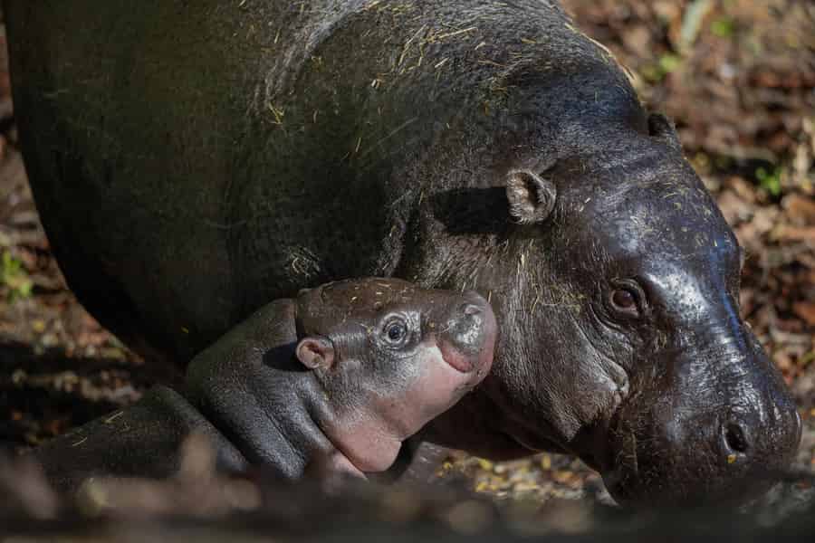Eintrittskarte für den Zoo von Edinburgh. Foto: GetYourGuide