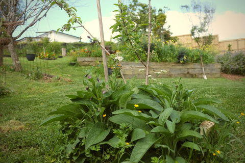 Extravagância privada de jardins e esculturas em AucklandO melhor jardim e escultura extravagante de Auckland!