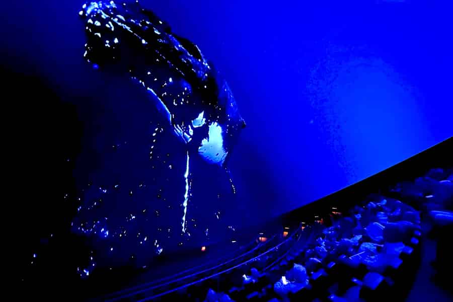 Sounds of the Ocean: Das immersive Erlebnis – Tampa. Foto: GetYourGuide