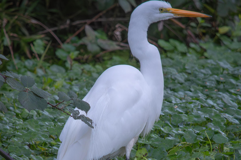 San Francisco: Golden Gate Park Wildlife Tour