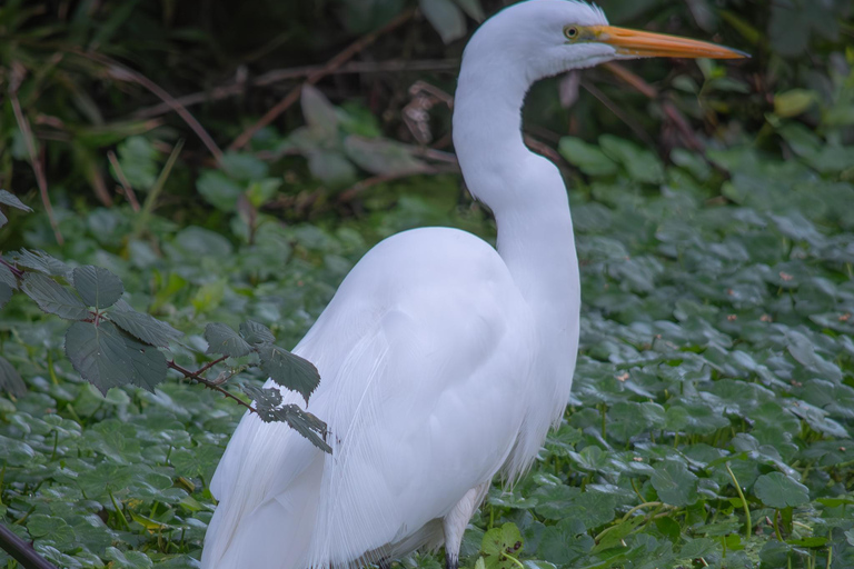 San Francisco: Golden Gate Park Wildlife Tour