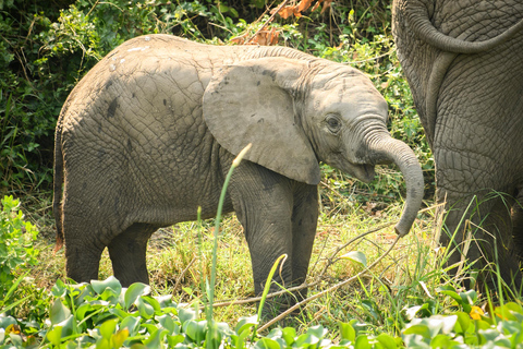 Uganda: 17-dagars smekmånadssafari med gorillatrekking