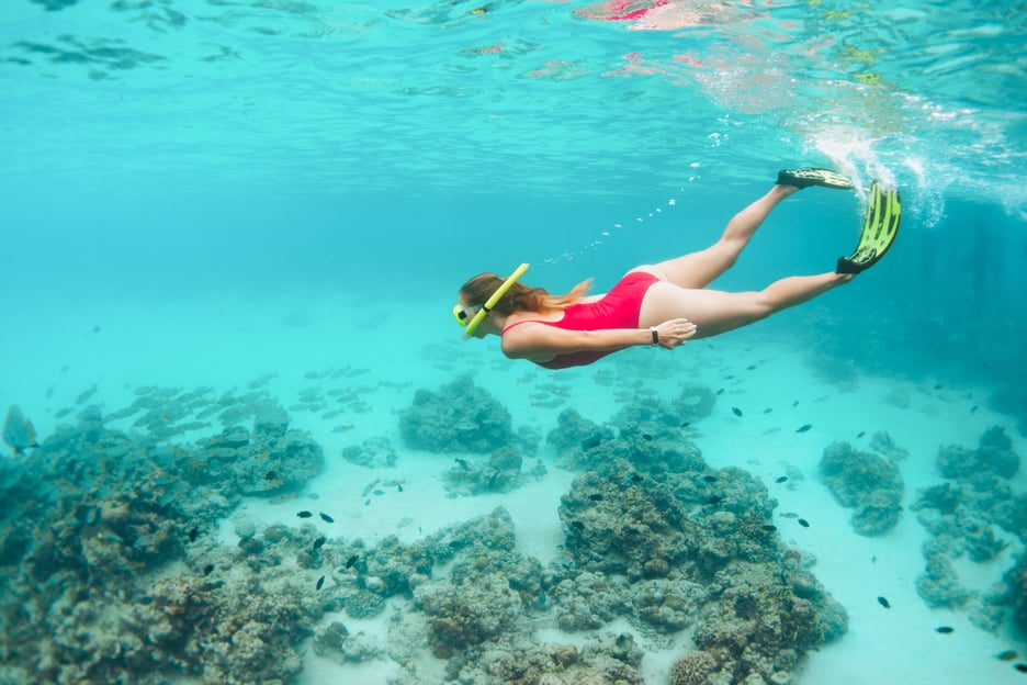 Oahu Ovest: Tour delle tartarughe, dei delfini e dello snorkeling con pranzo