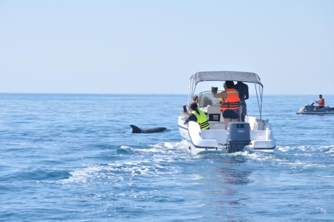 Guided Dolphin Watching and Secluded Beach Boat Tours Guided Dolphin Watching and Secluded Beach Boat Tours 90 min