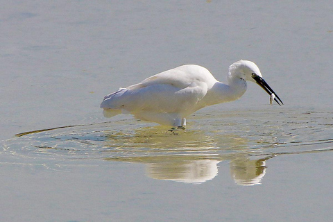 Al Khor: Kajakpaddling i mangroveskogen
