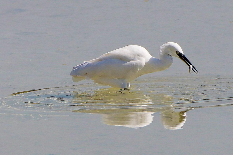 Al Khor: Kajakpaddling i mangroveskogen