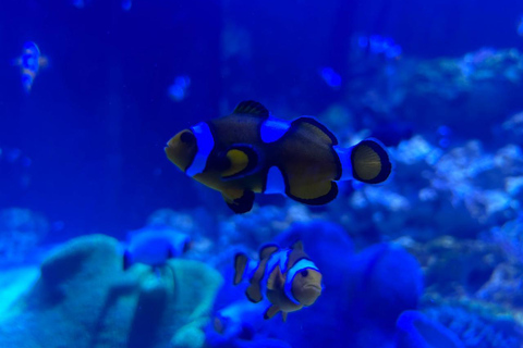 Río de Janeiro: ticket de entrada a AquaRio